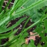 Limonium sinuatum Leaf