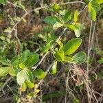 Commiphora madagascariensis 葉