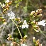 Limonium cossonianum Flower