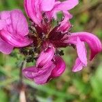 Pedicularis rostratocapitata ফুল