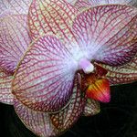 Phalaenopsis spp. फूल