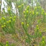 Erica reunionensis Feuille