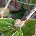 Searsia natalensis Fruit