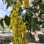 Cassia fistula Flor