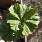 Malva pusilla Blad