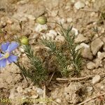 Linum leonii Habit