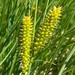 Carex rostrata Fruto