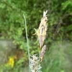 Carex flacca Õis