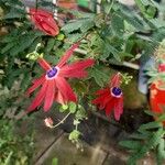Passiflora manicata फूल