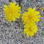 Leontodon tuberosus Flower