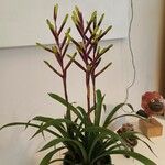 Guzmania dissitiflora Кветка