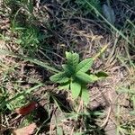 Vernonia baldwinii Leaf