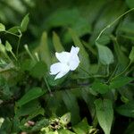 Thunbergia laevis ᱛᱟᱦᱮᱸ