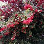 Cotoneaster coriaceus 果