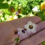 Gilia tricolor Blomst