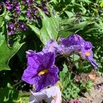 Solanum wrightii Blüte