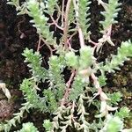 Sedum moranense Leaf