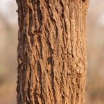 Ximenia americana Bark
