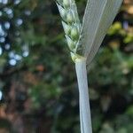 Triticum aestivum Muu