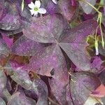 Oxalis triangularis Leaf