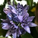 Scilla verna 花