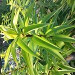 Lilium henryi Hoja