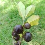 Diospyros inconstans Fruit