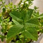 Mentha spicataFolha