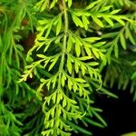 Grevillea robusta Folha