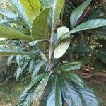 Rhododendron sinogrande Blad