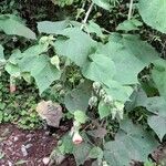 Abutilon jujuyense Хабит