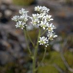 Micranthes virginiensis Flor