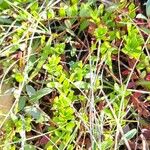 Vaccinium macrocarpon Leaf