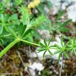 Galium lucidum Лист