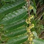 Casearia arborea Flor