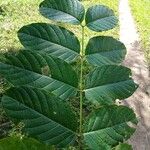 Psydrax palma Leaf