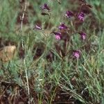 Penstemon filiformis Hàbitat