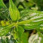 Pouzolzia zeylanica Leaf