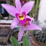 Laelia anceps Flower