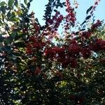 Cotoneaster frigidus Blad