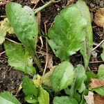 Erigeron annuus Blad