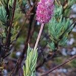 Lavandula pedunculata Цвят