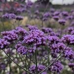 Verbena bonariensisCvet