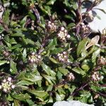 Iberis carnosa Hoja