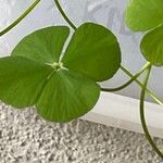 Marsilea quadrifolia Bark