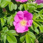 Rosa rugosa花