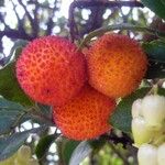 Arbutus unedo Плід