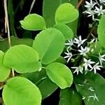 Amelanchier alnifolia पत्ता