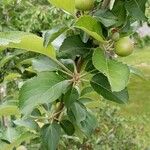 Malus pumila Foglia