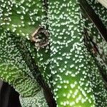 Gasteria carinata Leaf